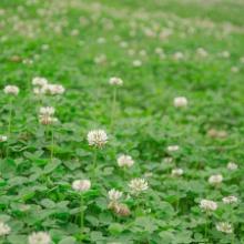 Outsidepride White Dutch Clover Seed: Nitro-Coated Inoculated - 10 LBS, Retail $55.00
