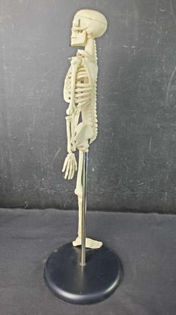 Tiny Harvey skeleton 17in tall missing leg bones in envelope