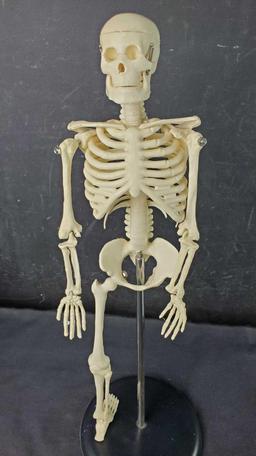 Tiny Harvey skeleton 17in tall missing leg bones in envelope