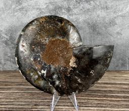 Sliced Agatized Druzy Ammonite Fossil