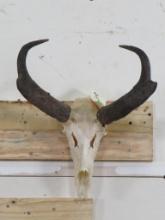 Nice Pronghorn Skull w/All Teeth & Wire Hanger TAXIDERMY