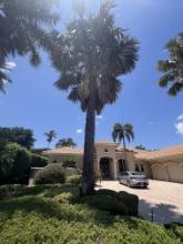 Large Palm Tree in Front of Home