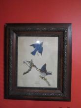 J.J. Audubon "Blue-Bird" Print from Colored Engraving in Antique Frame