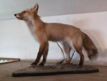 (DEN) STANDING RED FOX TAXIDERMY MOUNTED ON WOOD BOARD WITH LIFE LIKE ACCENTS. IT MEASURES 29"W X
